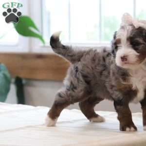 Paige, Mini Bernedoodle Puppy